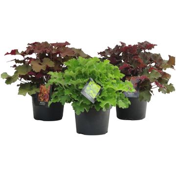 Heuchera MIX
