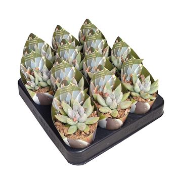 Echeveria tolimanensis