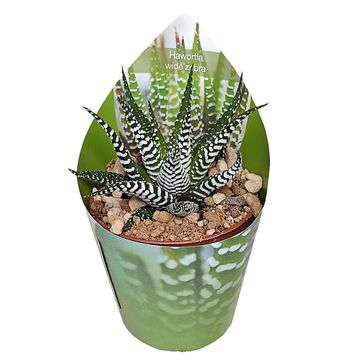 Haworthia attenuata 'Wide Zebra'