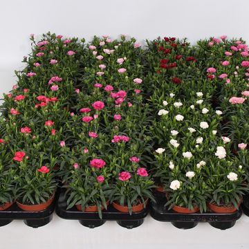 Dianthus OSCAR MIX