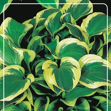 Hosta 'Twilight'