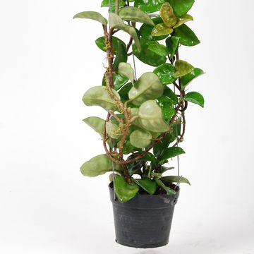 Hoya carnosa 'Krinkle 8'
