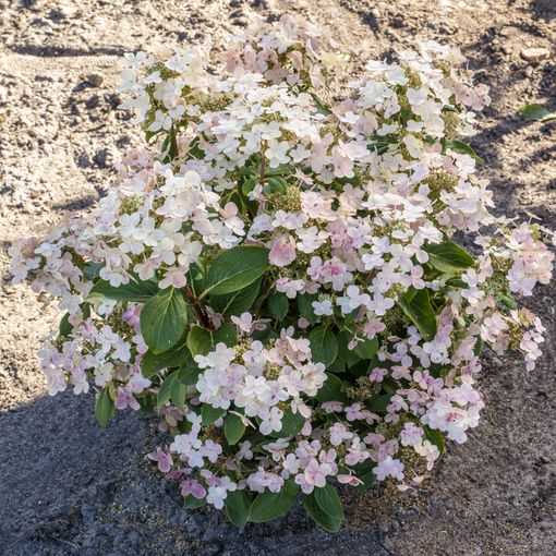 Hydrangea paniculata SWITCH OPHELIA — Plant Wholesale FlorAccess