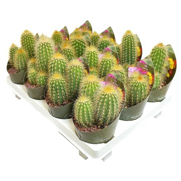 Weberbauerocereus johnsonii