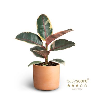 Ficus elastica 'Ruby'