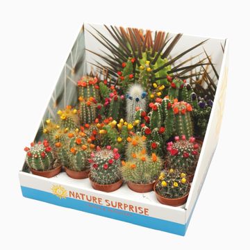 Cactus MIX