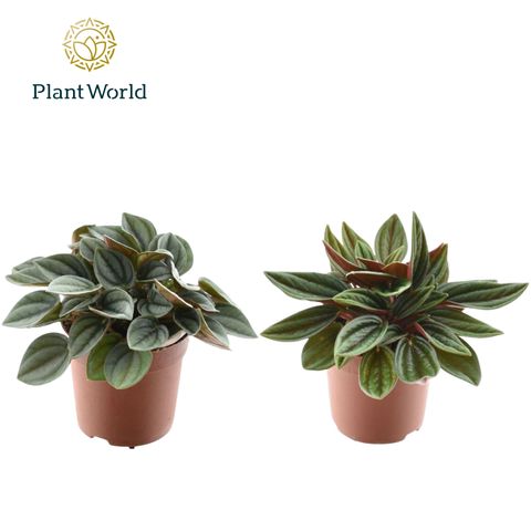 Peperomia MIX
