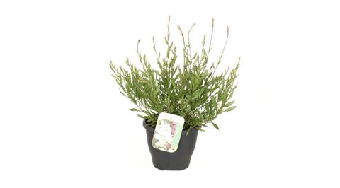 Gaura lindheimeri GEYSER WHITE