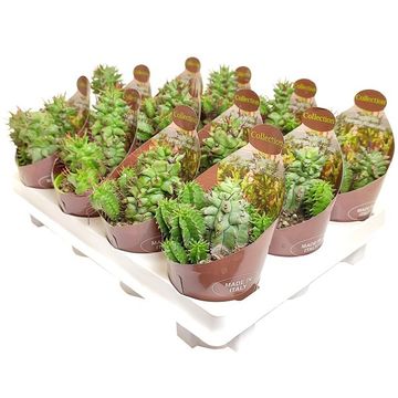 Euphorbia horrida monstruosa