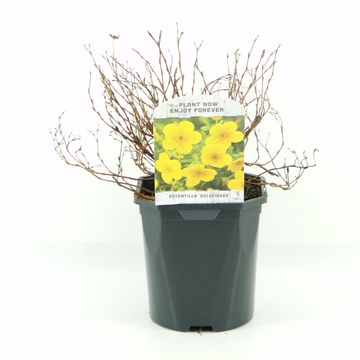 Potentilla fruticosa 'Голдфингер'