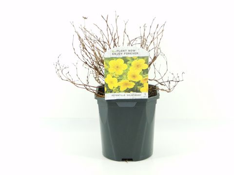 Potentilla fruticosa 'Goldfinger'