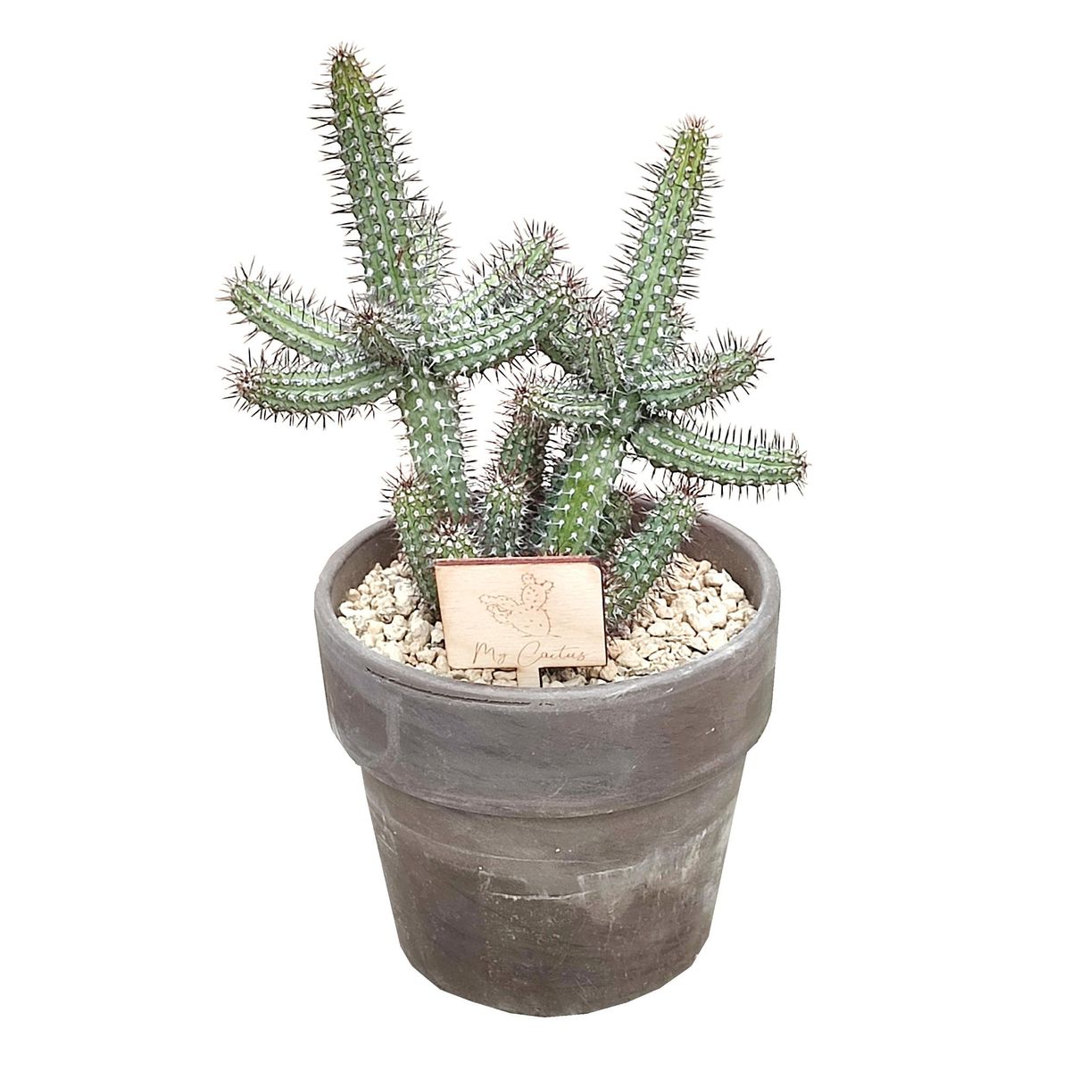 Euphorbia baioensis — Plant Wholesale FlorAccess