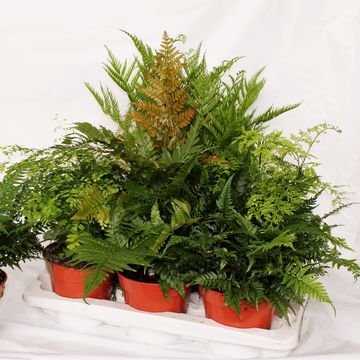 Ferns MIX