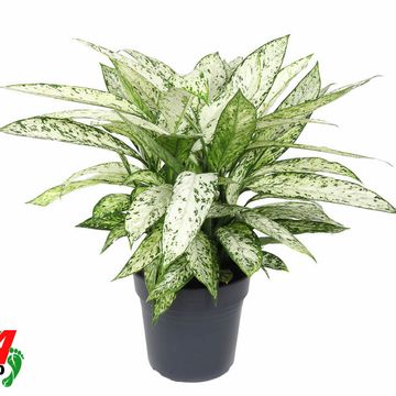 Dieffenbachia 'Vesuvius'