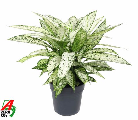 Dieffenbachia 'Vesuvius'