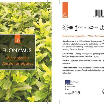 Euonymus japonicus 'Микрофиллус Ауреовариегатус'