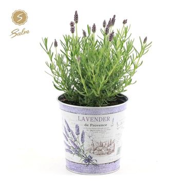 Lavandula stoechas 'Anouk'