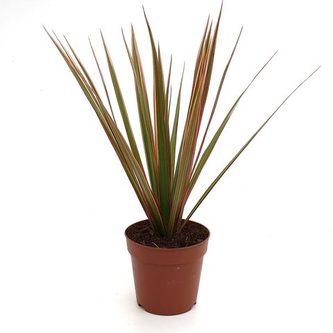 Dracaena marginata 'Bicolor'