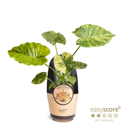 Alocasia gageana 'Aurea'