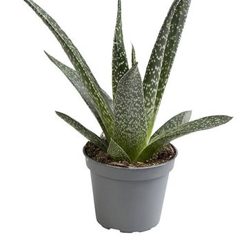 Gasteria 'D Delta'