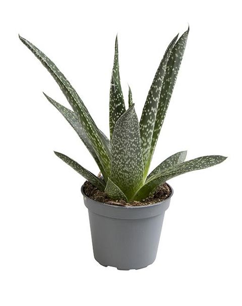 Gasteria 'D Delta'