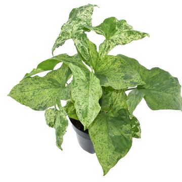 Syngonium MOTTLED