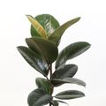 Ficus elastica 'Robusta'