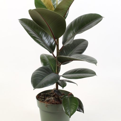 Ficus elastica 'Robusta'