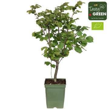 Corylus 'Pearson's Prolific'