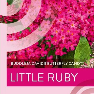 Buddleja davidii BUTTERFLY CANDY LITTLE RUBY