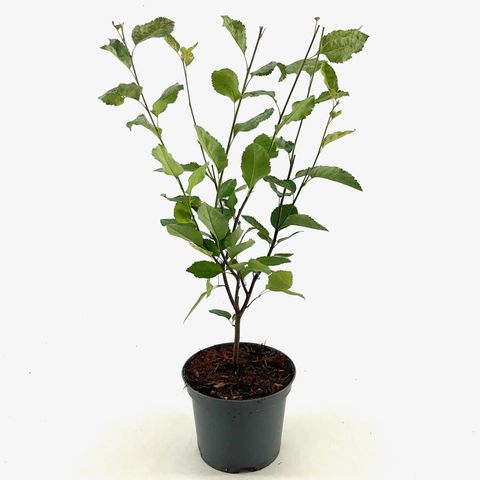 Amelanchier lamarckii