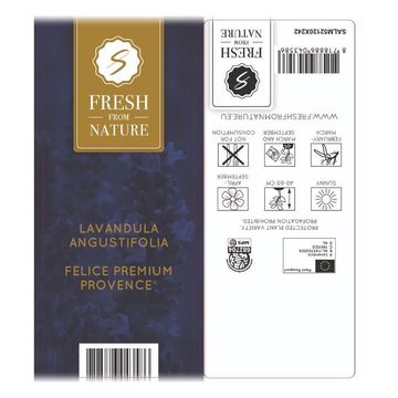 Lavandula angustifolia 'Felice Premium Provence'