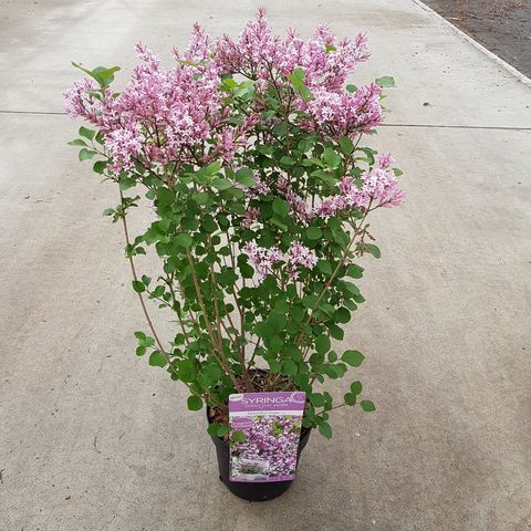 Syringa 'Red Pixie'