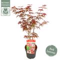 Acer palmatum 'Starfish'
