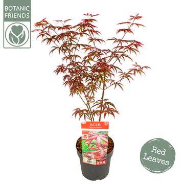 Acer palmatum 'Starfish'