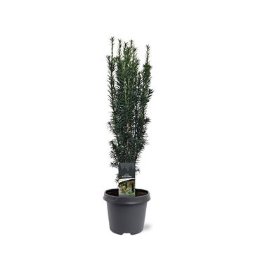 Taxus baccata 'Black Tower'