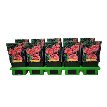 Hemerocallis 'Summer Wine'