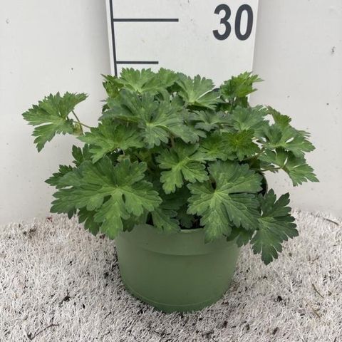 Geranium ROZANNE