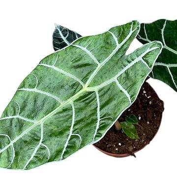 Alocasia 'Watsoniana Big Form'