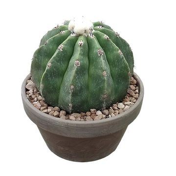 Melocactus maxonii inermis