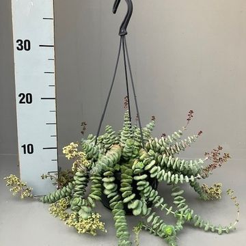 Crassula marnieriana 'Hottentot'