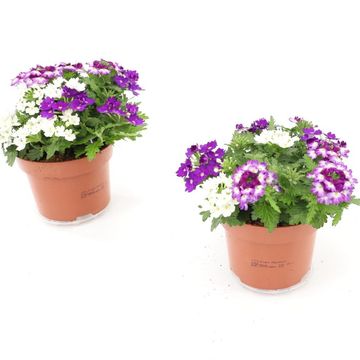 Verbena MIX IN POT