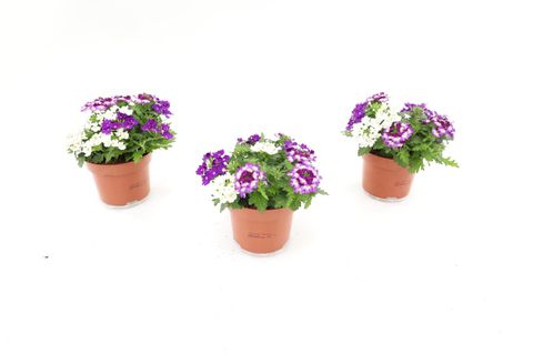 Verbena MIX IN POT