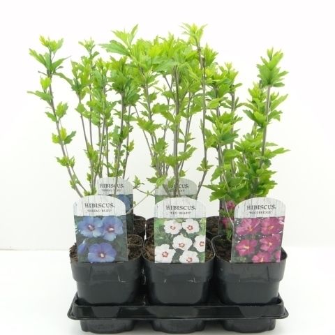 Hibiscus syriacus MIX