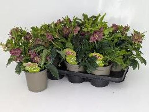 Helleborus orientalis 'Double Ellen Red'