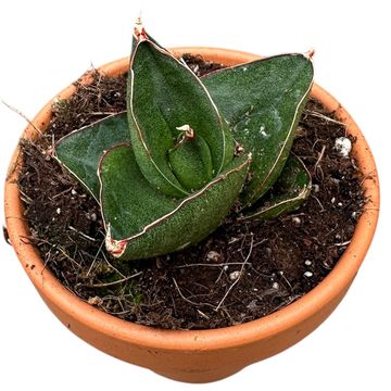 Sansevieria 'Zebra' — Plant Wholesale FlorAccess