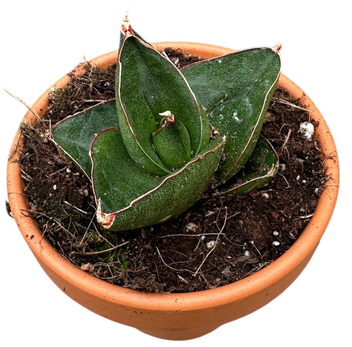 Sansevieria 'Opera House' — Plant Wholesale FlorAccess