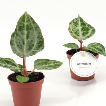Anthurium 'Silver Blush Mint'