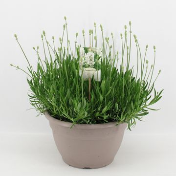 Lavandula angustifolia AROMANCE WHITE