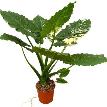 Alocasia gageana 'Variegata'